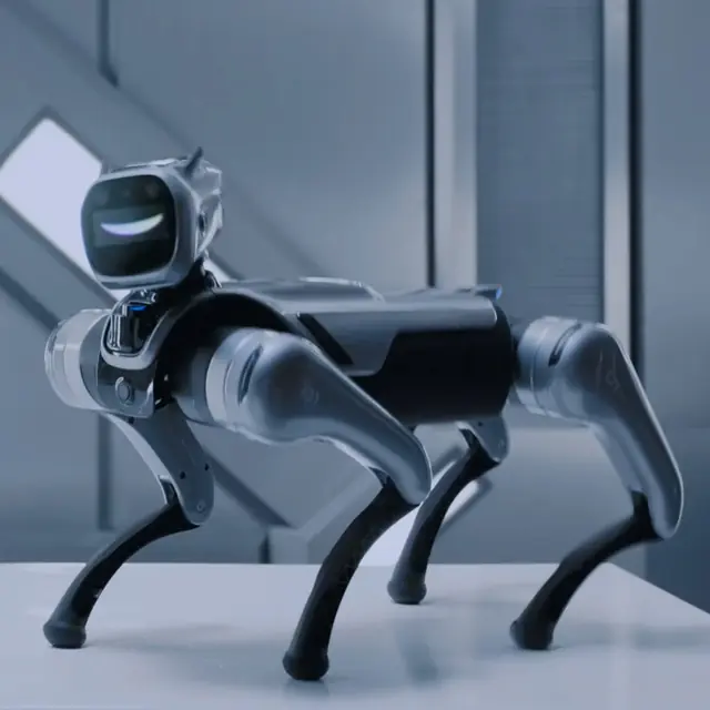 MagicDog EDU